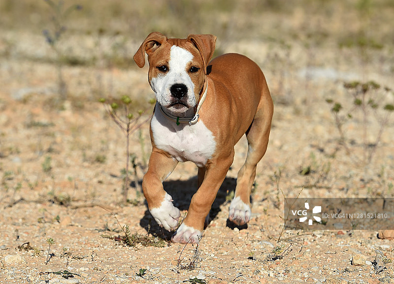 幼年比特犬图片素材