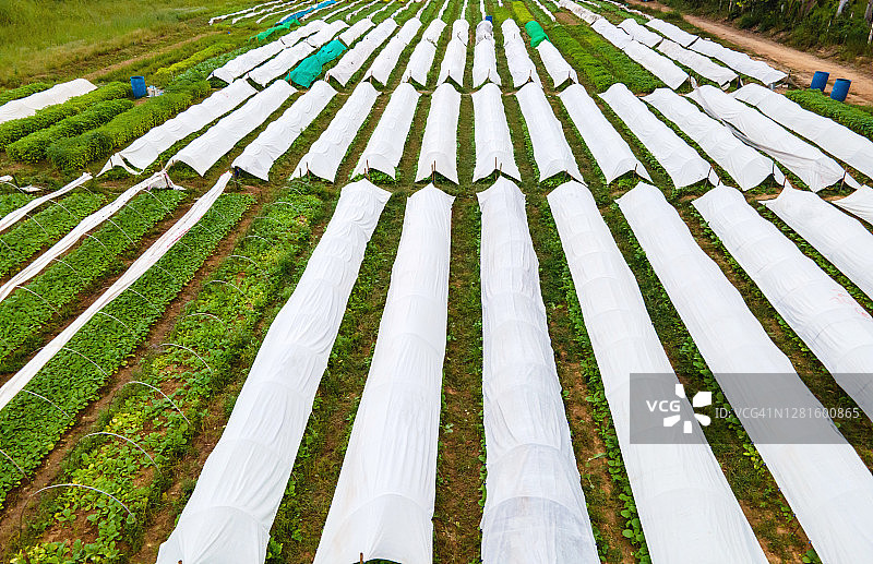 泰国烟草种植园图片素材