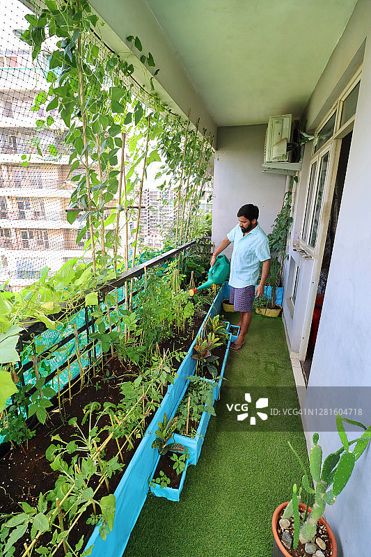 园丁在住宅阳台上浇灌蔬菜畦图片，印度加济阿巴德，设计有人造草皮和防鸟网图片素材