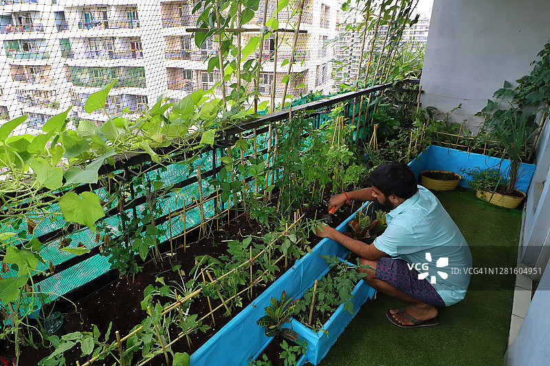 园丁在住宅阳台的蔬菜畦中使用泥铲除草，阳台设计有人造草皮和防鸟网，地点：印度加济阿巴德图片素材