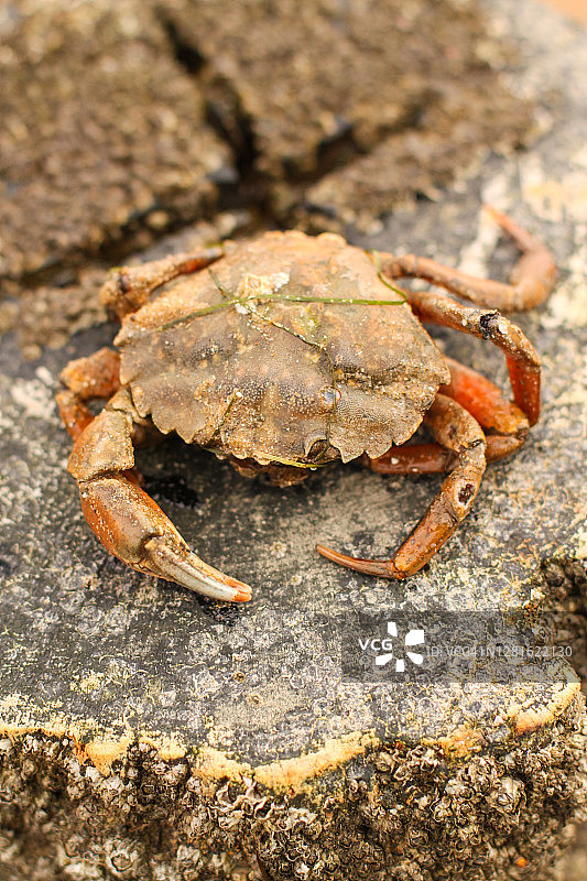 海滩上的螃蟹图片素材
