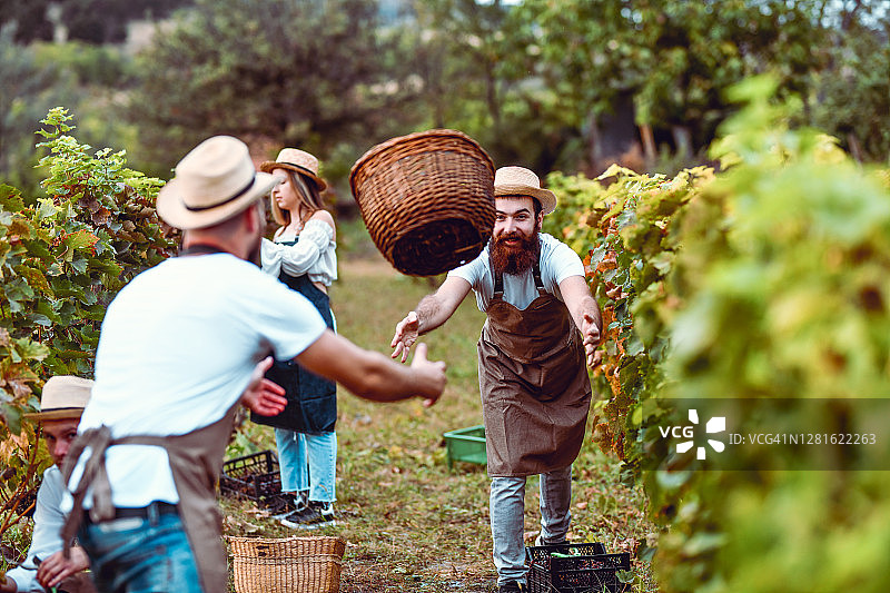 采摘时，男子将葡萄篮扔给朋友图片素材