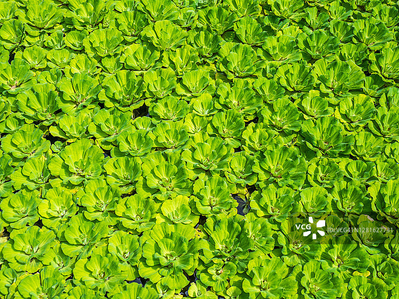 凤眼莲图片素材