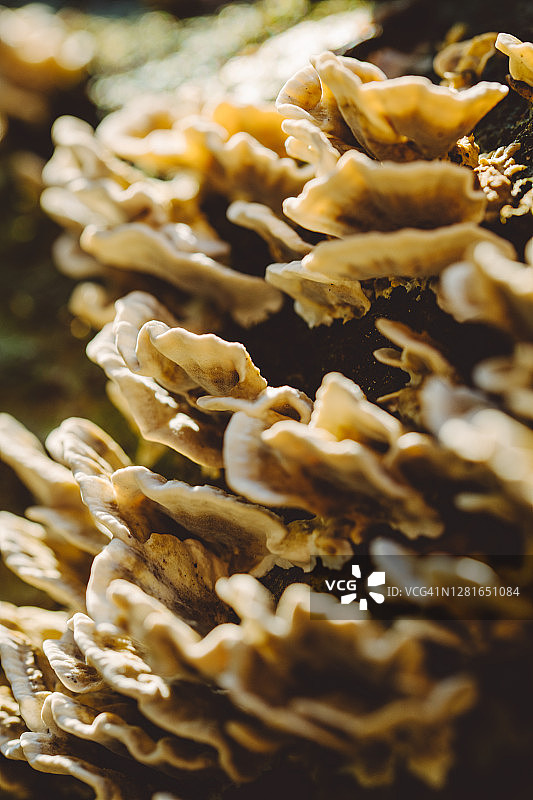 秋色魔法森林中枯树上生长的真菌，微距拍摄图片素材