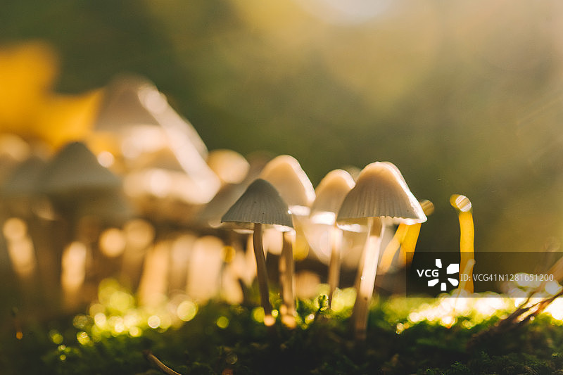 秋色魔法森林中的蘑菇微距摄影图片素材