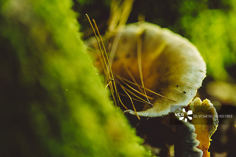 秋色魔法森林中的蘑菇微距摄影图片素材