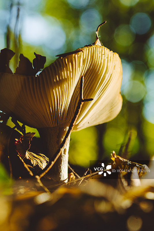 秋色魔法森林中的蘑菇微距摄影图片素材