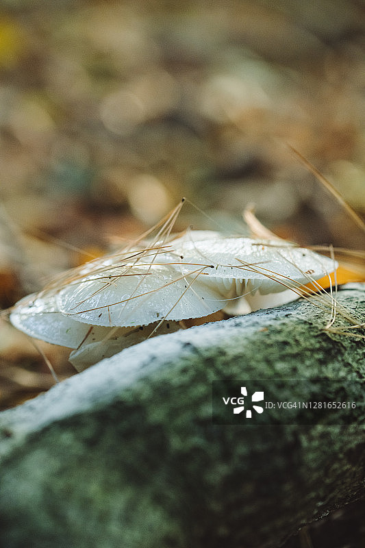 秋色魔法森林中的蘑菇微距摄影图片素材