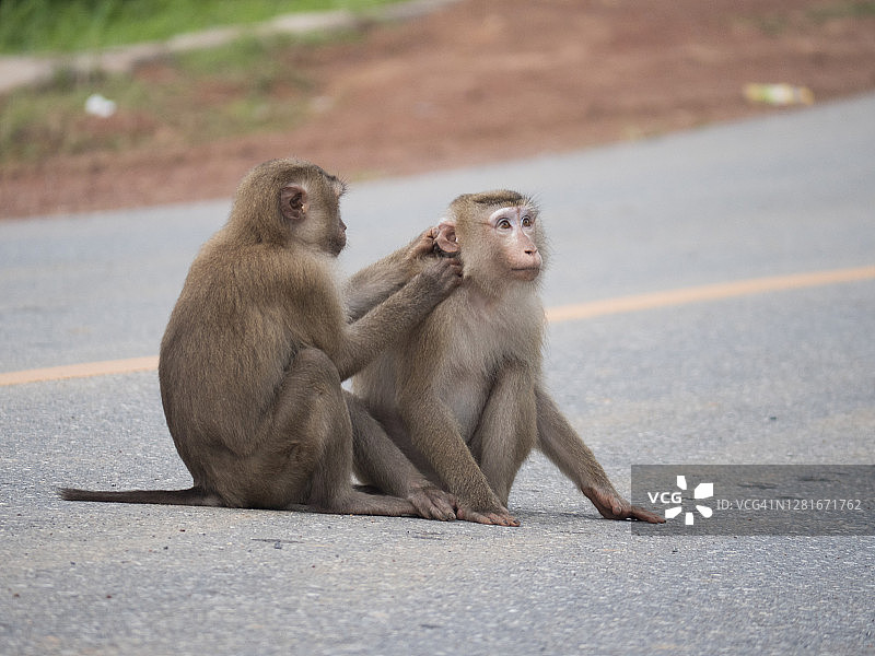 猴子在街上玩耍，猴子的休闲时光图片素材