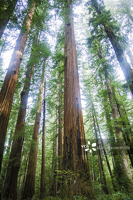 美国加利福尼亚州洪堡红杉州立公园的巨型红杉树图片素材