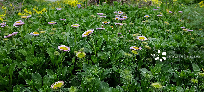 海滨雏菊图片素材