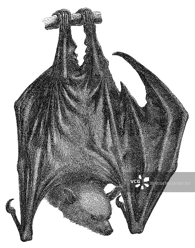 古老的黑耳狐蝠雕刻插图图片素材