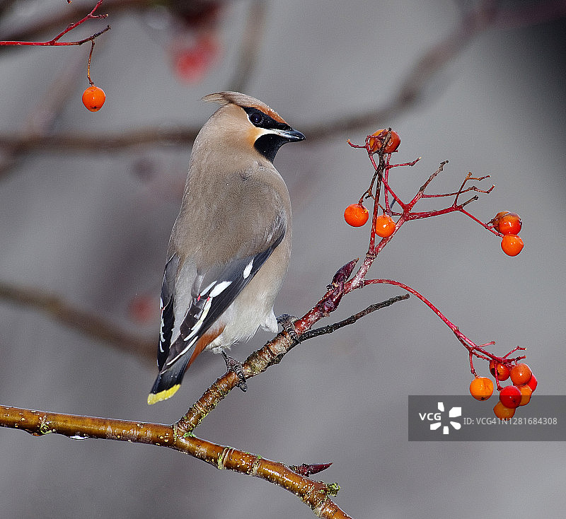 太平鸟图片素材