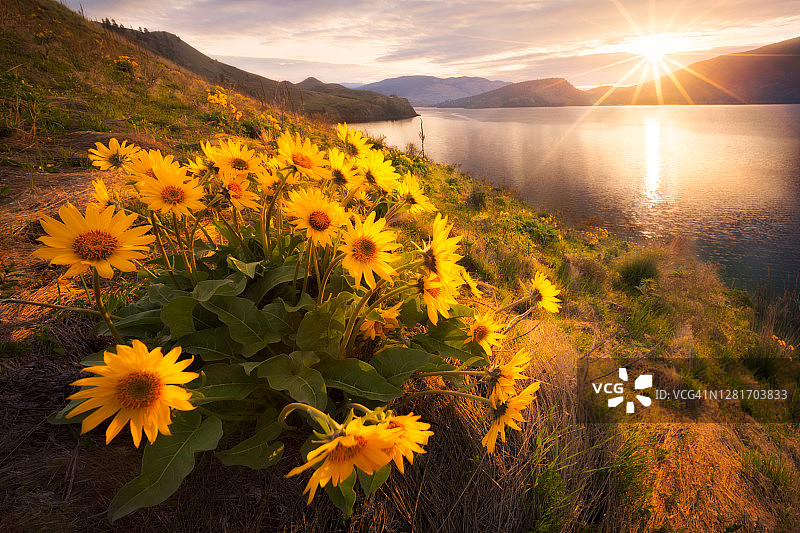 加拿大不列颠哥伦比亚省卡拉马尔卡湖日出时分的箭叶香脂根花图片素材