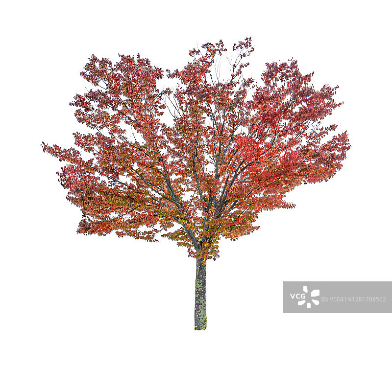 白色背景上的独立秋树图片素材