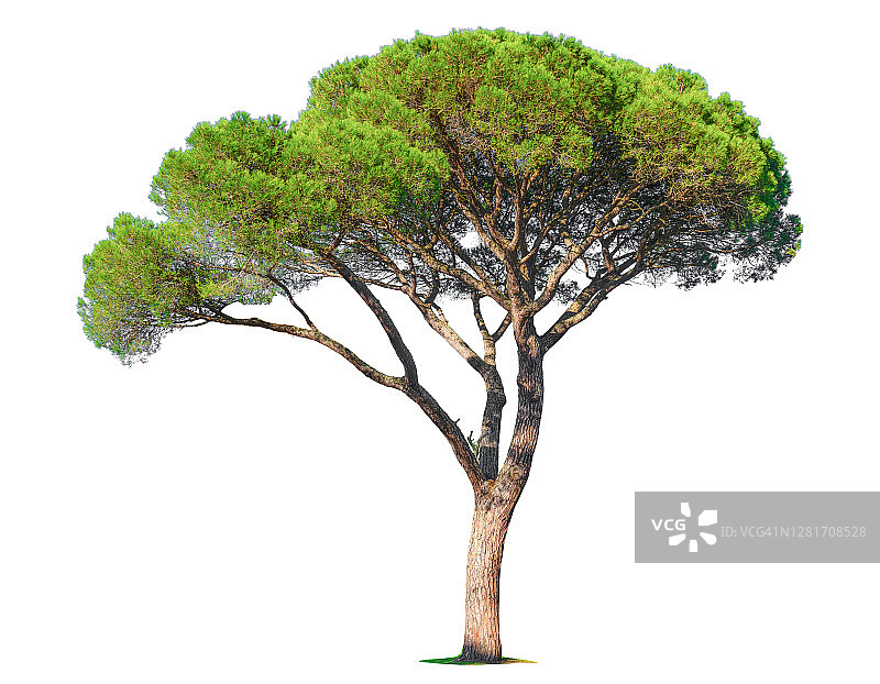 白色背景上的绿树图片素材