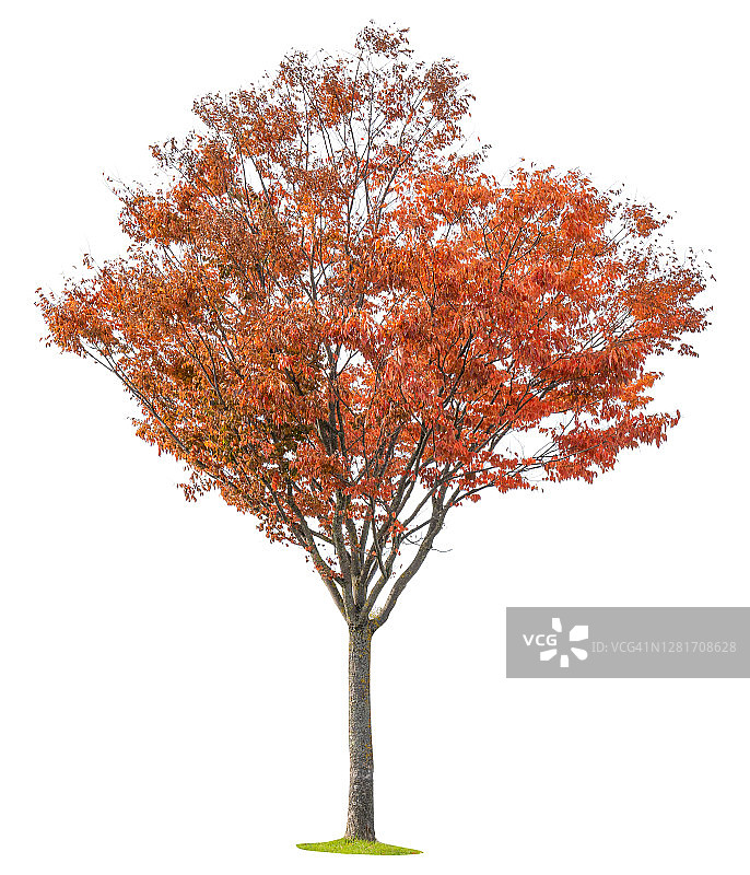 白色背景上的独立秋树图片素材