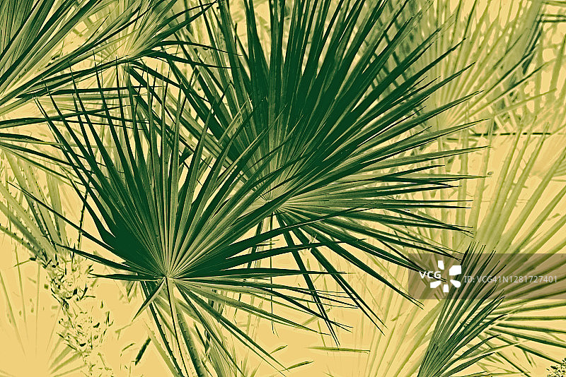 棕榈叶色彩转换，突显黄色背景上的热带树叶图案图片素材