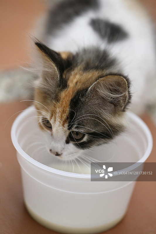 可爱的小猫图片素材