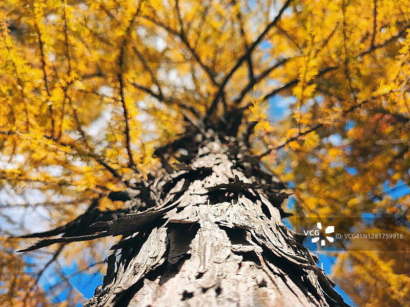 落叶松，金色松树图片素材