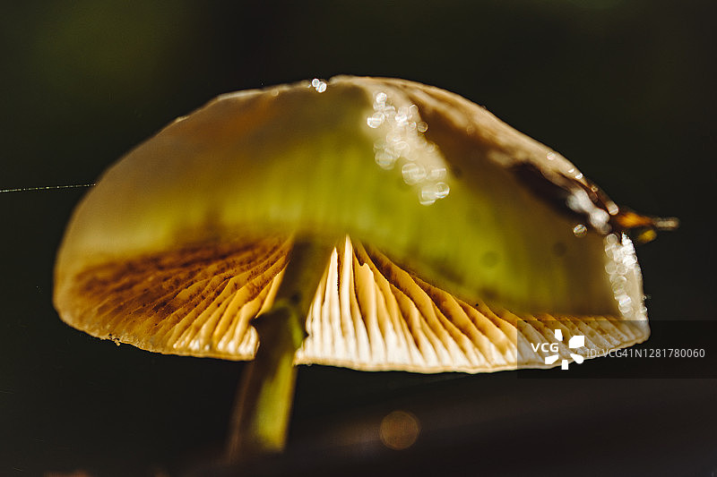秋色魔法森林中的蘑菇微距摄影图片素材