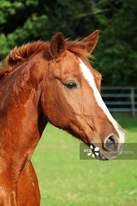 围场上漂亮的棕色马头画像图片素材