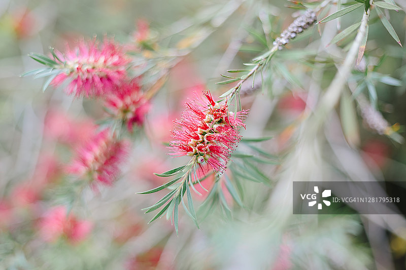 康沃尔花园盛开的红千层图片素材