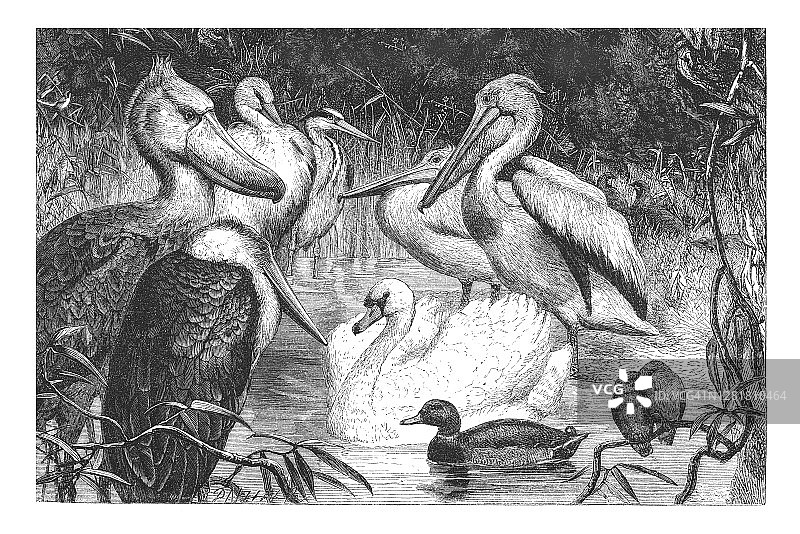鸟类学鸟类古老版画插图图片素材
