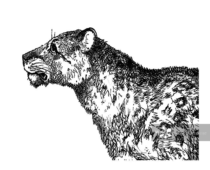 老式版画：雪豹图片素材