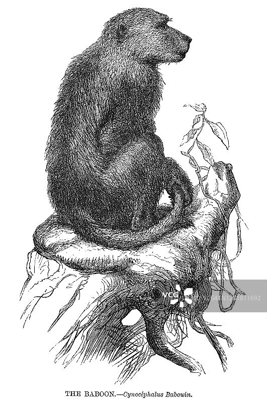 黄狒狒古版画插图图片素材