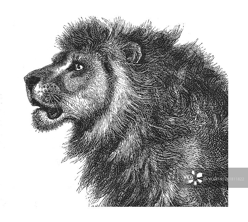 古老的雕刻插图：巴巴里狮的头部——食肉动物图片素材