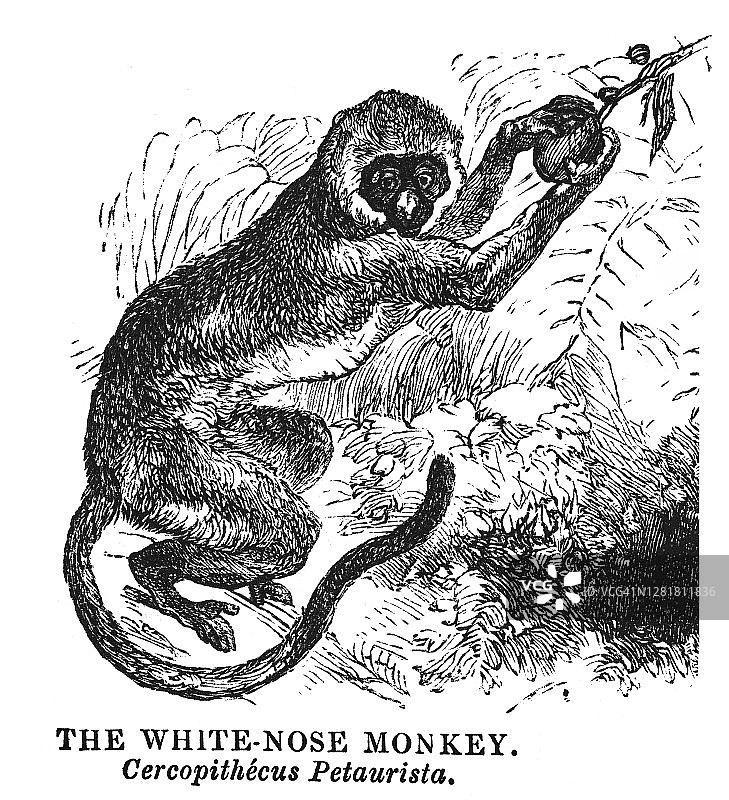 小斑鼻猴老式雕刻插图图片素材