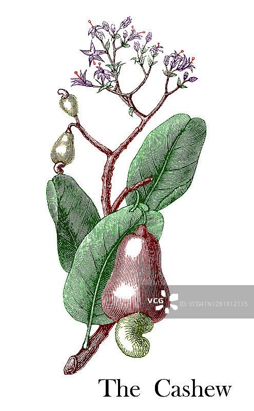 植物学古版画：腰果树图片素材