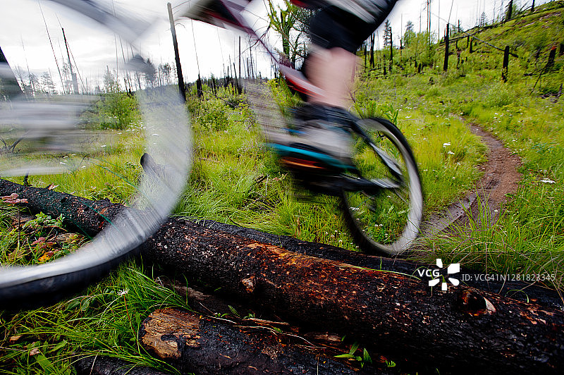 山地自行车手骑行穿过烧毁的森林图片素材