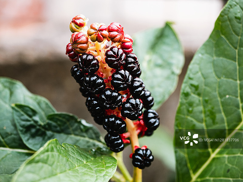 印度商陆浆果特写图片素材