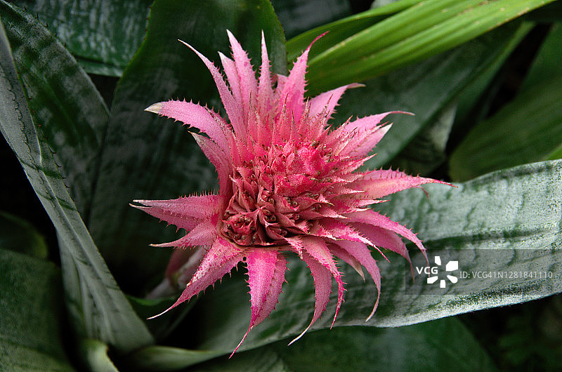 银花瓶凤梨（姬凤梨）图片素材