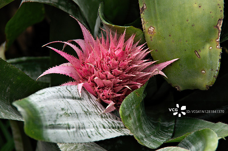 银花瓶凤梨（姬凤梨）图片素材