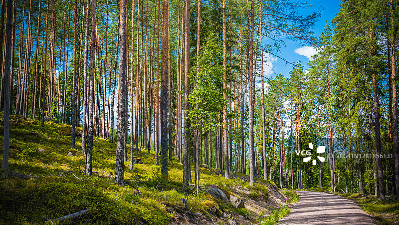 阳光明媚的夏日，高大松树林中狭窄的砾石路图片素材