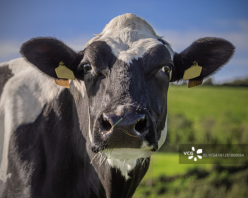 荷斯坦奶牛特写镜头图片素材