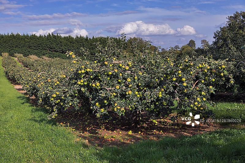 丰收的布拉姆利苹果图片素材