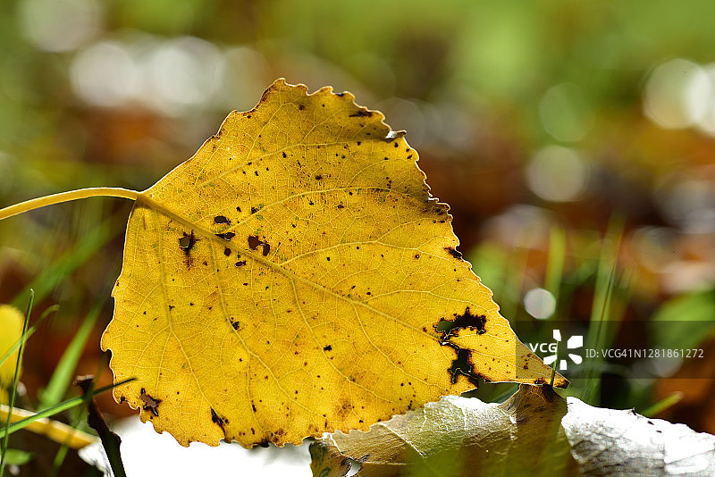 秋色浸染的菩提树叶图片素材