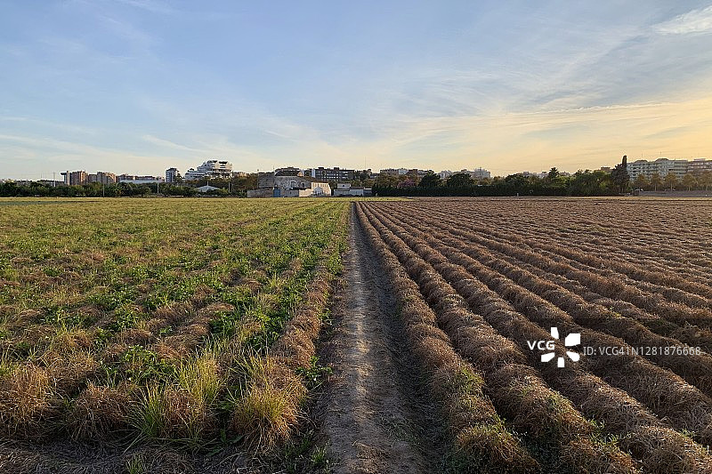 巴伦西亚的“果园”（农田）图片素材