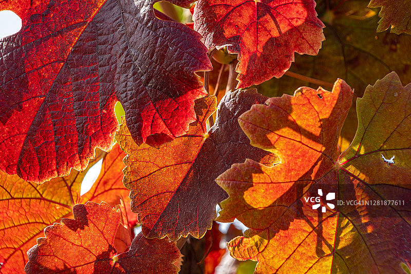 秋色绚丽的葡萄叶，索诺玛县，加利福尼亚州图片素材