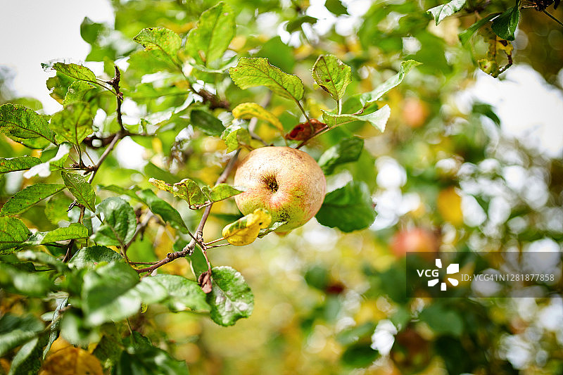 树枝上的苹果壁纸图片素材