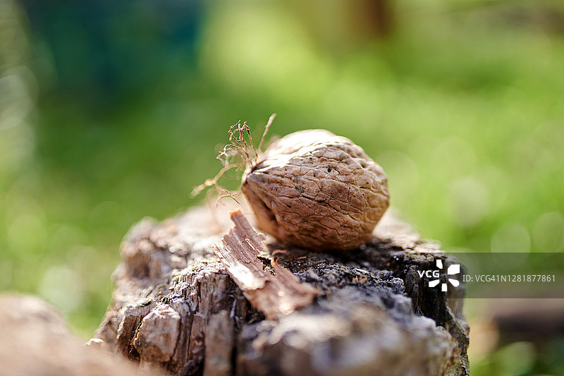 从树上掉落的核桃，抽象自然壁纸背景图片素材