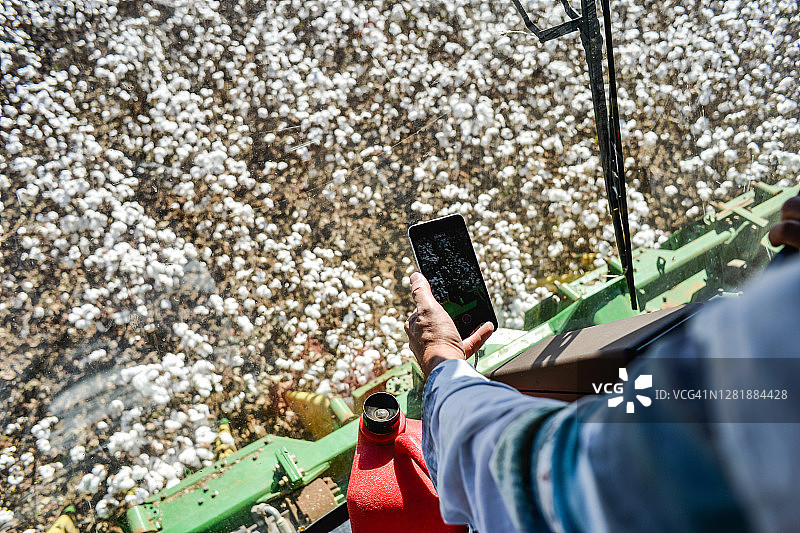 男人用智能手机拍摄棉花种植园图片素材