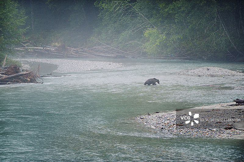 一只巨大的灰熊走过浅溪，在小瀑布下寻找逆流而上的鲑鱼图片素材