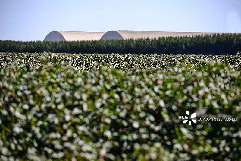 棉花种植园与仓库背景图片素材