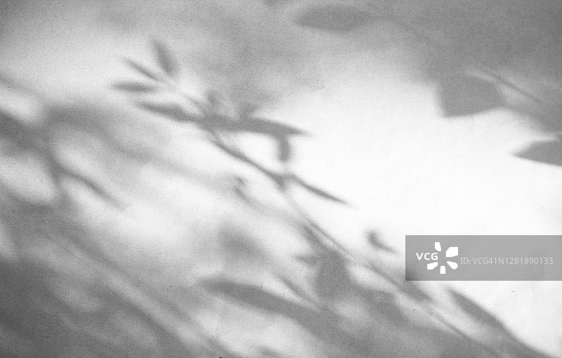 阳光在白色背景上的反射叠加摄影效果，植物枝叶阴影图片素材