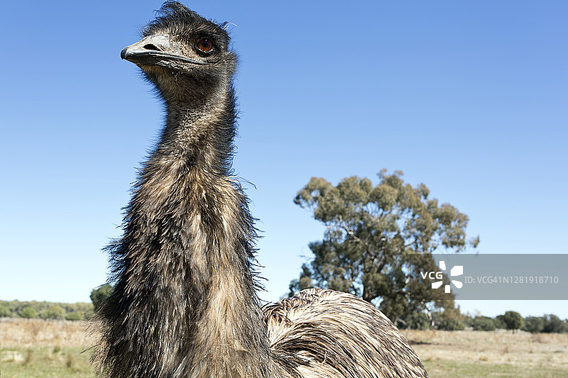 澳大利亚新南威尔士州农田上的鸸鹋图片素材